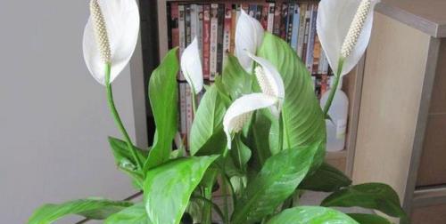 这几种绿植非常适合准妈妈来养,家有孕妇的花