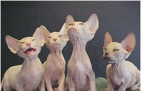 世界上最丑的猫,全身几乎没有毛,皮肤布满皱褶