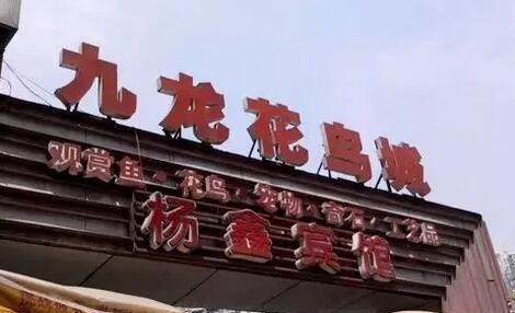 重庆的花鸟市场在哪里?不知道的赶紧来看