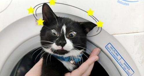 蠢猫钻进洗衣机睡觉, 被洗了10分钟后, 它的表情亮了!