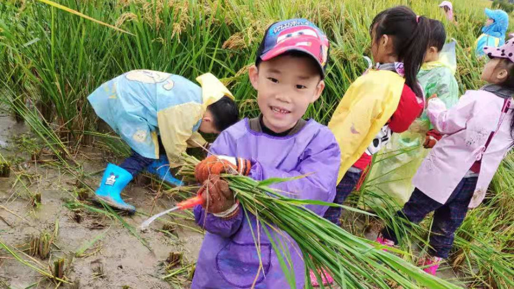 杭州一幼儿园组织小朋友割水稻 收割1亩地领2斤新米