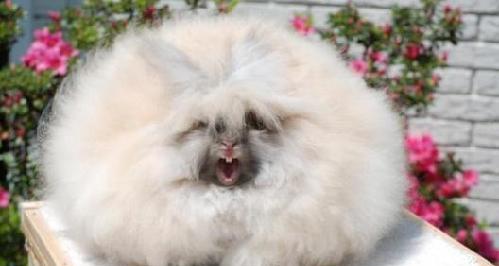 世界上毛最长的兔子, 仅露出一张嘴巴, 网友戏称“草泥兔”