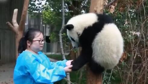 熊猫宝宝被江左梅梅呼唤,树上下来后,发生暖心