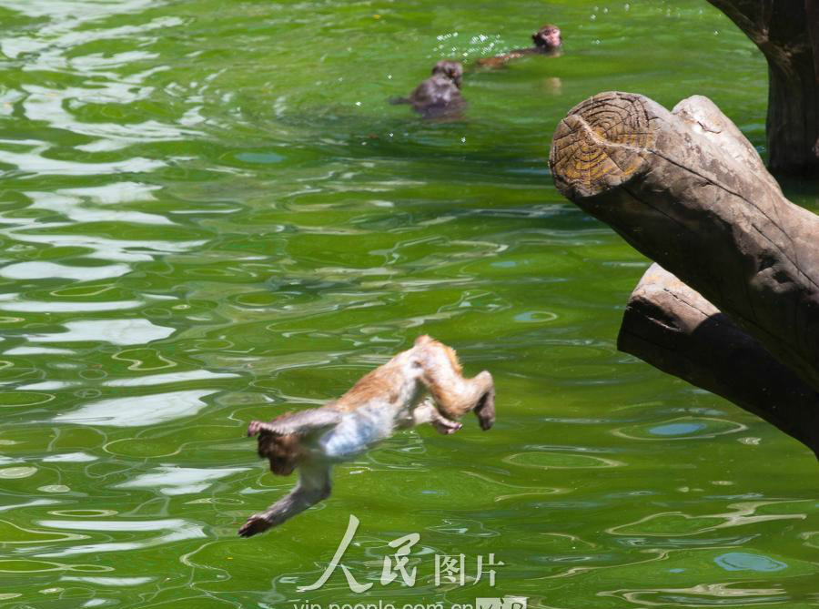 南京,炎炎夏日动物避暑各有妙招