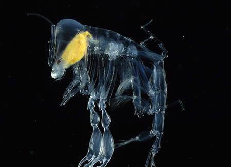 透明素材怎么做