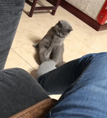 铲屎官把脚放在猫咪身上,结果味道让猫咪受不