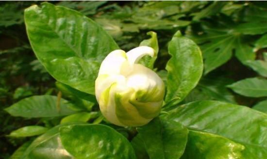 栀子花老不长花苞怎么办、这些方法可以让它长