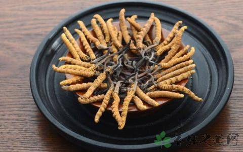 煮冬虫夏草用什么器皿