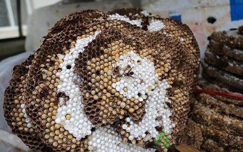 蚂蜂窝可以泡酒治风湿病吗