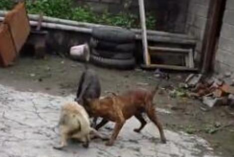 陪了我10年的土狗被对方的比特犬咬死后,对方竟然对我说活该!