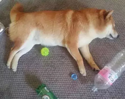 那些神宠们:这样睡觉脊椎也不疼了