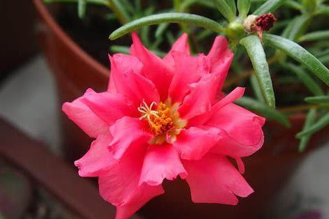 最适合新手养的5种花,生命力非常旺盛,懒人养