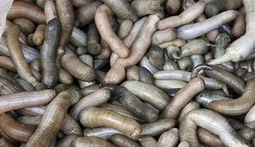 河虫图片 新浪网