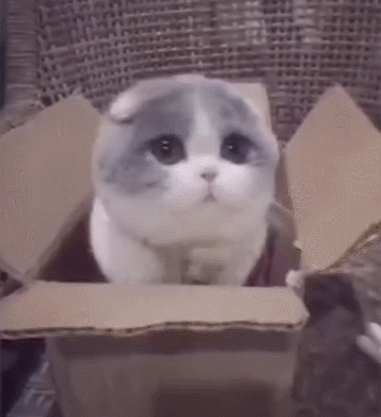 小猫徒手捉蝴蝶,露出萌的表情时,颜值高的吓人!