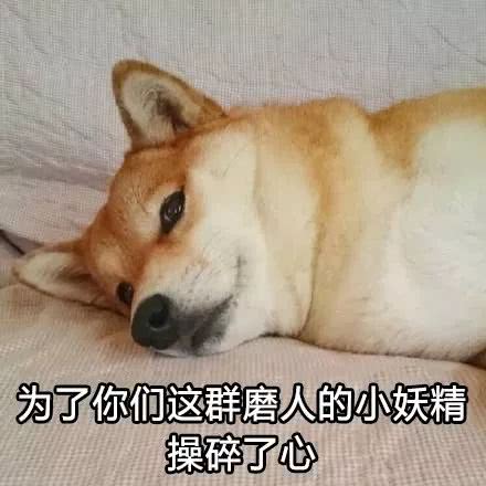 对方拒绝了你的狗粮,并向你扔了一个嫌弃的表情|狗狗