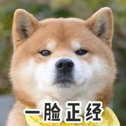 对方拒绝了你的狗粮,并向你扔了一个嫌弃的表情|狗狗