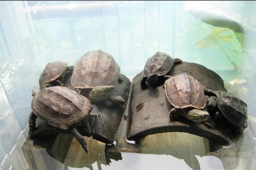 关于养龟,我为什么建议你养中华草龟