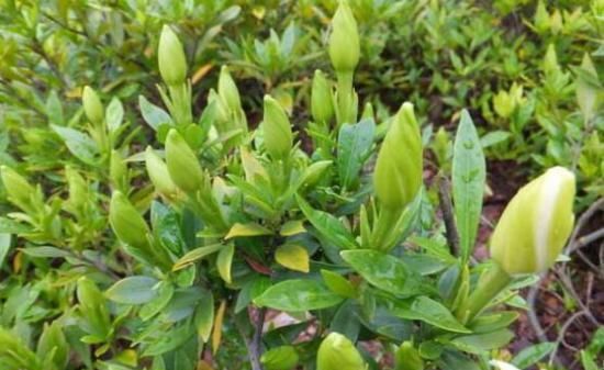 栀子花老不长花苞怎么办、这些方法可以让它长