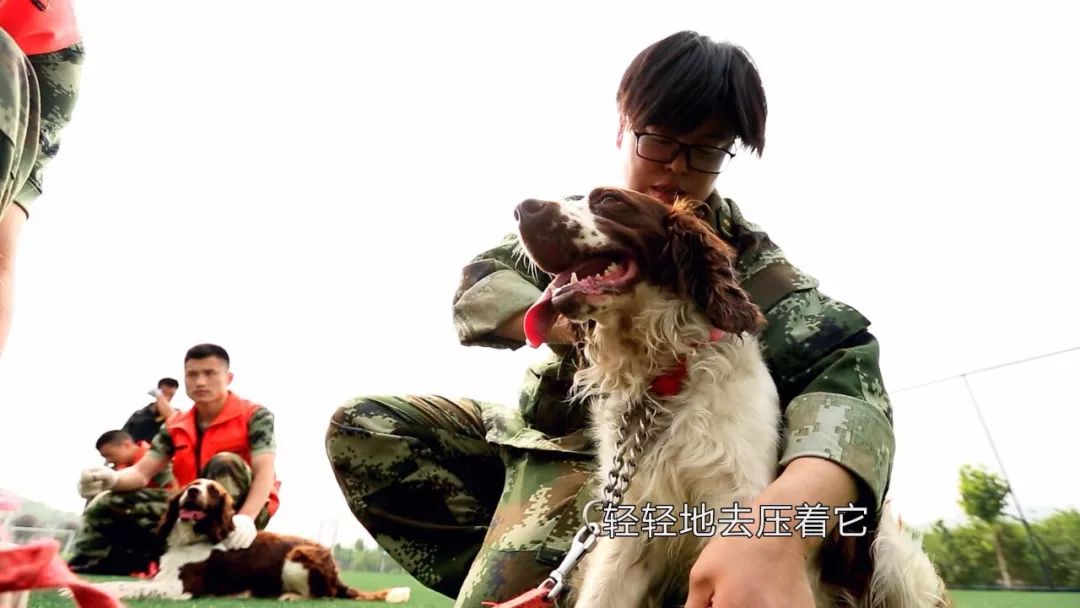 不怕你不服救灾功臣搜救犬训练生活大揭秘