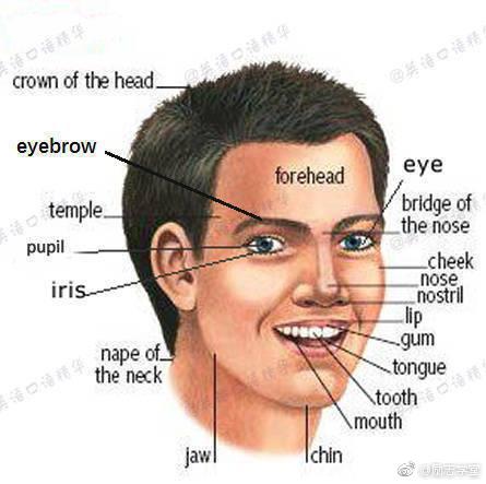 9张图搞定身体各部位英语词汇