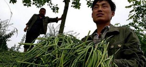 京东助力解决丽江大蒜滞销值得赞,可大面积滞