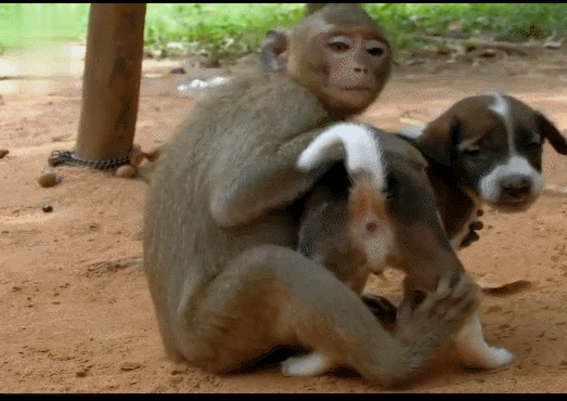 猴子太社会,专门欺负单纯小土狗!路人超尴尬:你俩都是