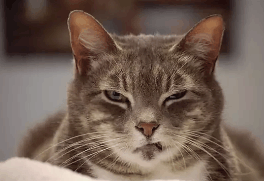 萌宠很生气, 你看这傲娇的小眼神!