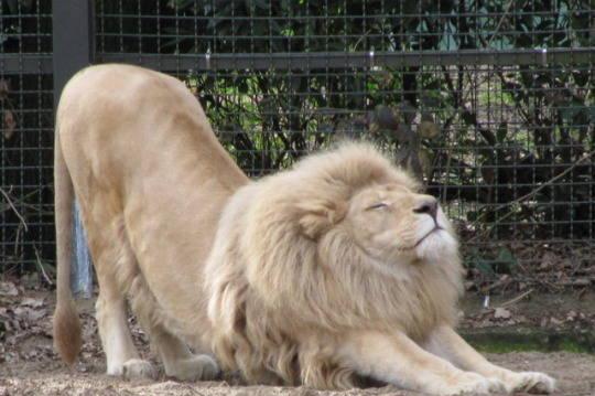 「一周图说」为什么猫科动物都会有伸懒腰的