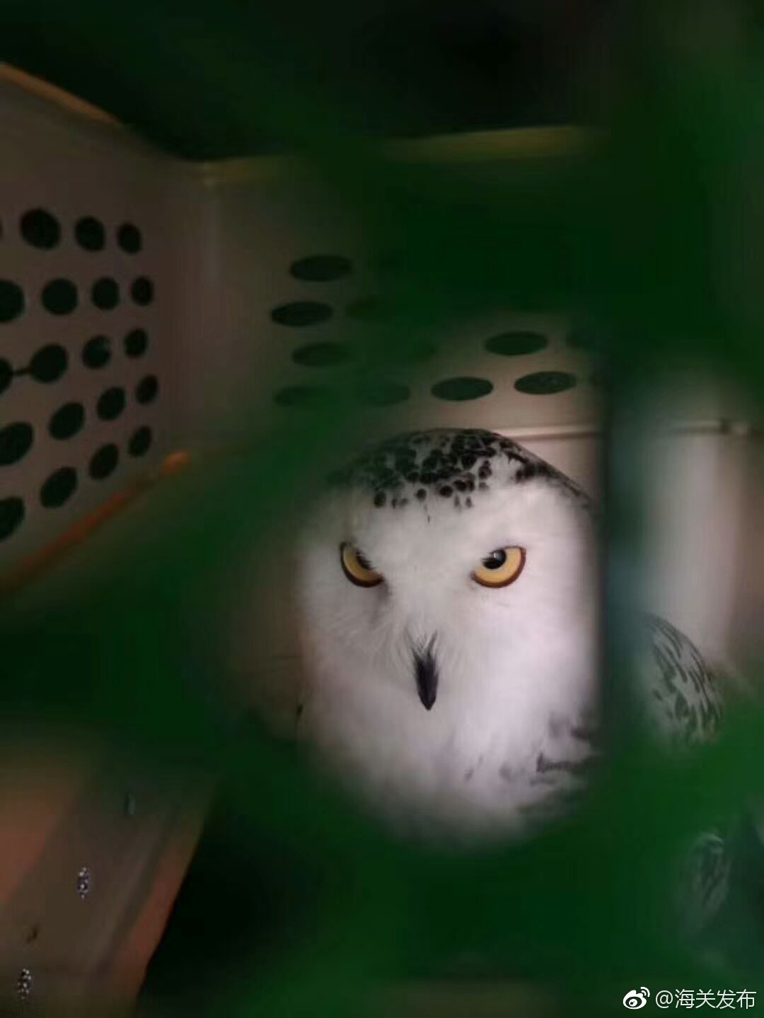 成都海关近年来首次验放企鹅及雪鸮