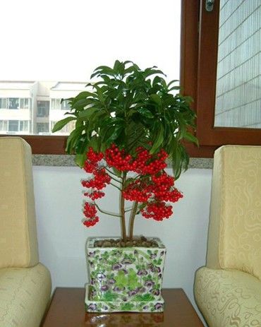 家里必养的6种花卉盆栽