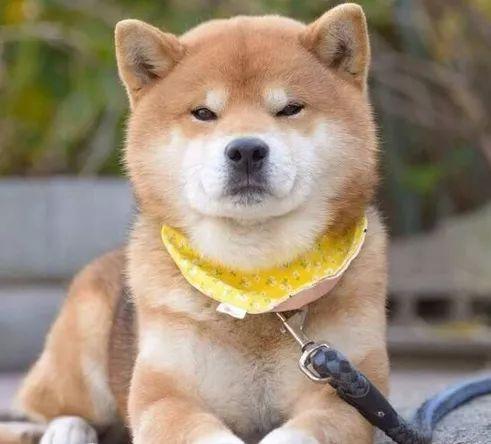 日本有只名叫ryuji的柴犬,天生一副不屑和傲慢的表情常常看得人不知