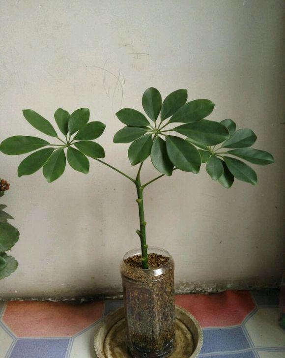 每日更新:100种常见花卉的扦插繁殖大全——鸭脚木