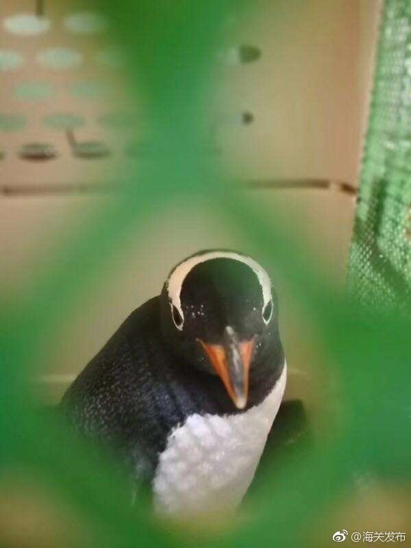 成都海关近年来首次验放企鹅及雪鸮