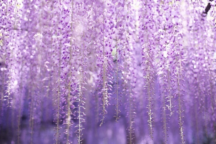 美到无法呼吸的紫色雨瀑——紫藤花.| cocoaloco _新浪看点