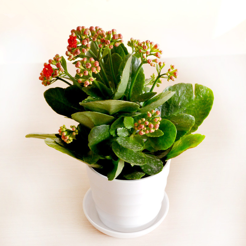 长寿花只长叶不开花怎么办?教你几招,花开停不