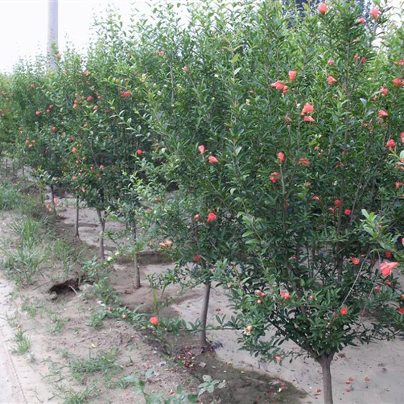 懂生活的都在阳台种果树,家中种上几棵,不愁水