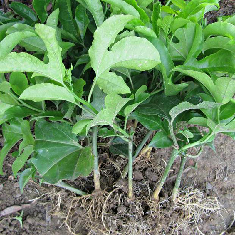 懂生活的都在阳台种果树,家中种上几棵,不愁水