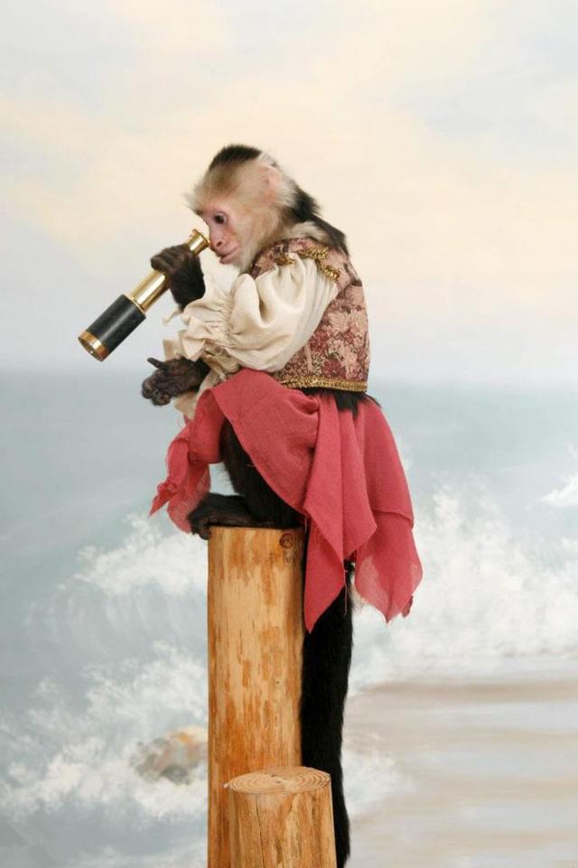 主人将宠物猴装扮成这样,顿时红遍网络,衣服还