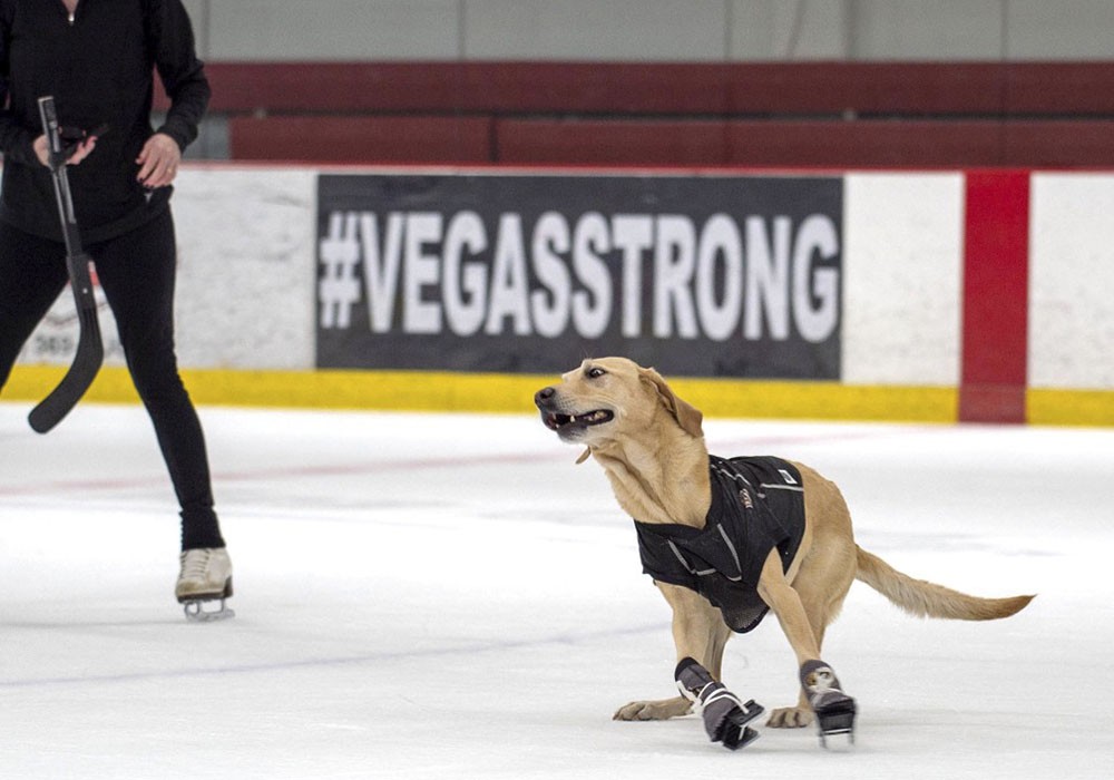 世界上第一只会滑冰的狗曾惨遭遗弃现成网红狗 滑冰 滑冰鞋 拉布拉多 新浪新闻