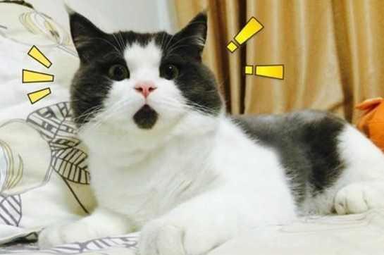 一副吃惊表情, 这只猫咪比小岳岳更萌更可爱!