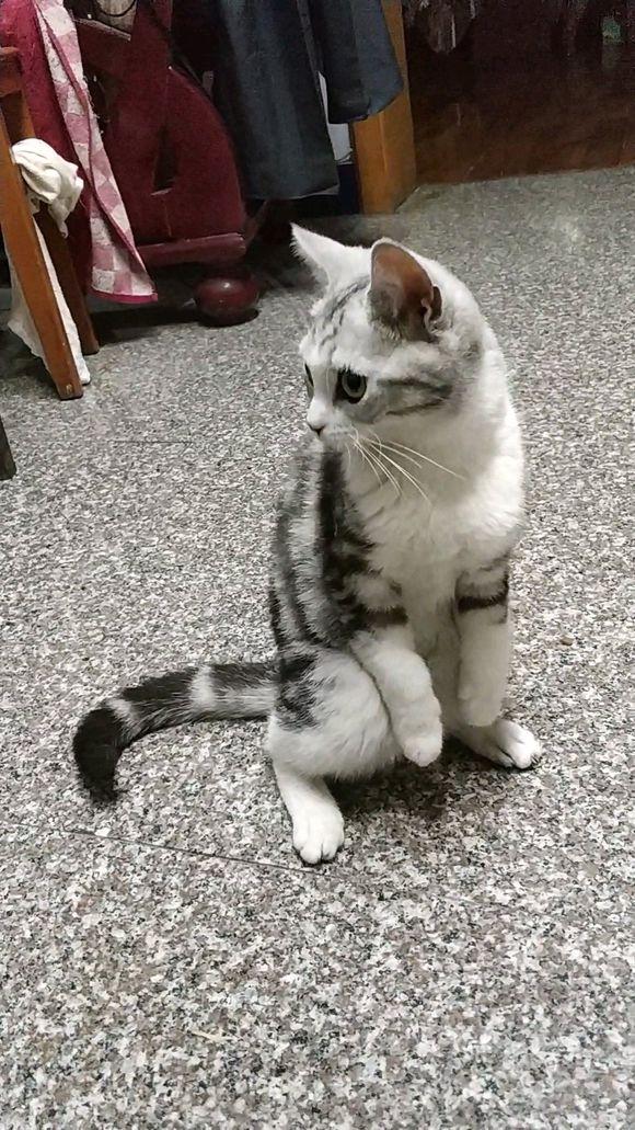 美短猫从八楼跳下去造成骨折机智到用后腿站立网友秒变兔子