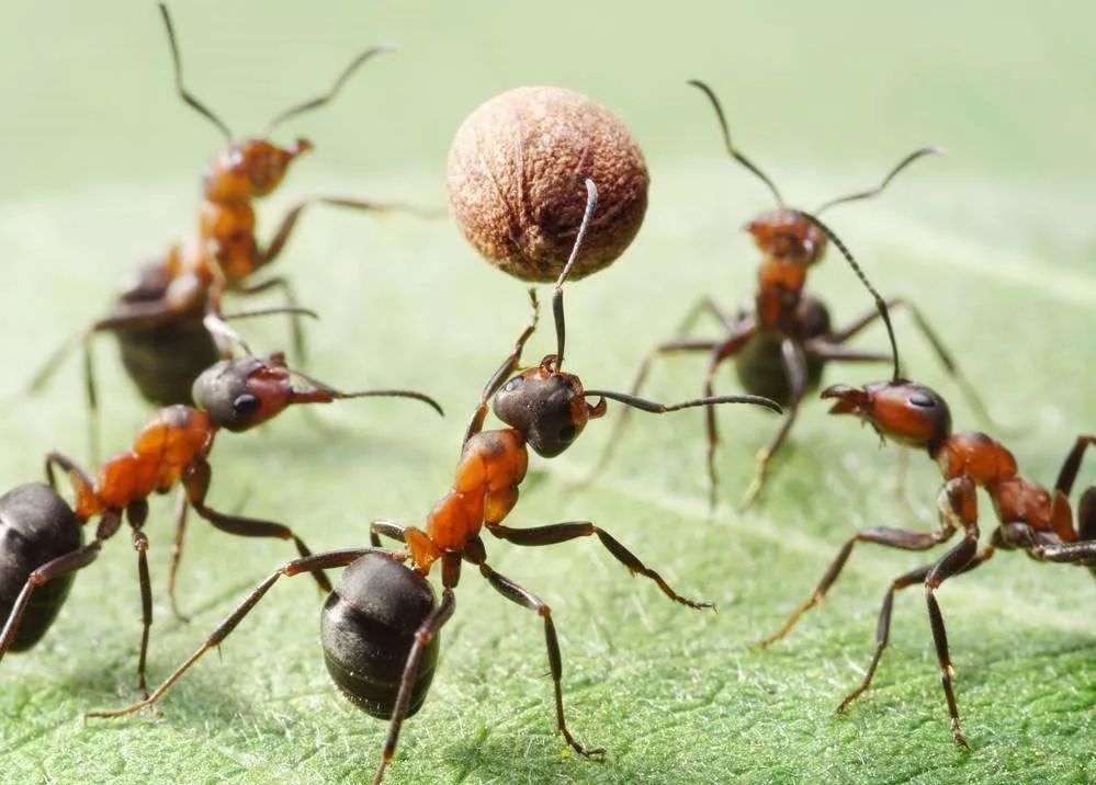 摧枯拉朽!永远进击的行军蚁