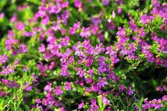 红花满天星的养殖方法,4个步骤让你轻松养殖红花满天星