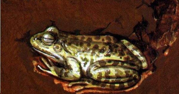 地球上15大冬天冬眠的动物, 最后一种一生3\/4的