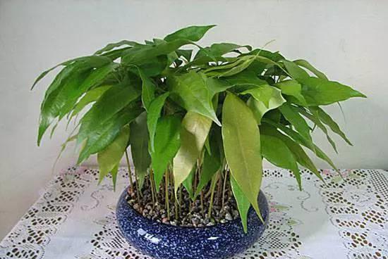 吃完的荔枝核别扔,泡水一周就可以发芽,比种火