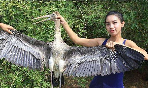 柬埔寨美女通过网络直播吃野生动物，引发网友愤怒，结果被逮捕