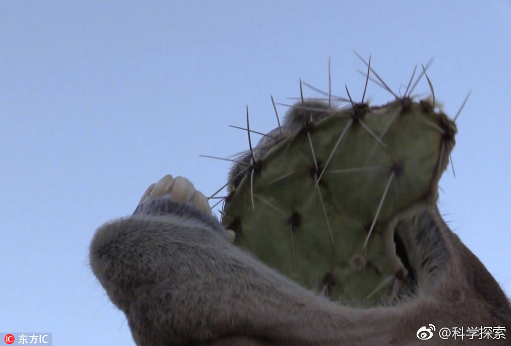 尽管仙人掌上有15厘米长的刺,但骆驼毫不在意