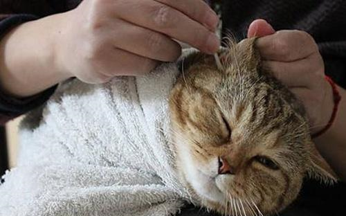 养猫经验偷偷给猫上耳螨的药，大猫耳螨不让上药怎么办