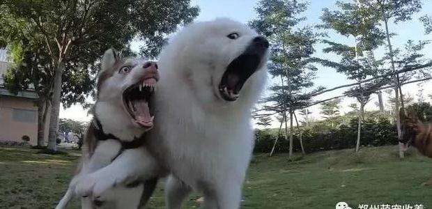 哈士奇暴打萨摩耶,但表情却像被打的那一方!