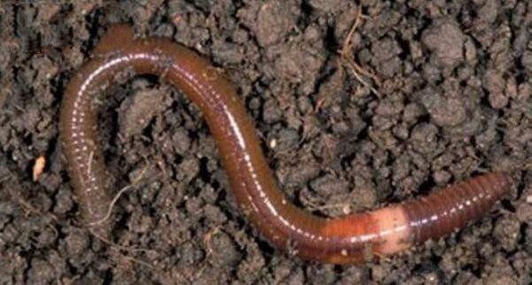 地球上15大冬天冬眠的动物, 最后一种一生3\/4的